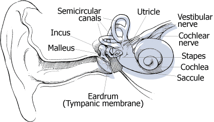 chakra yoga - the human ear