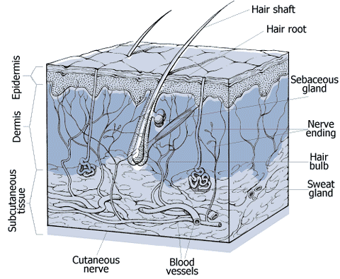 chakra yoga - human skin - structure