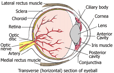 chakra yoga holistic - the human eye
